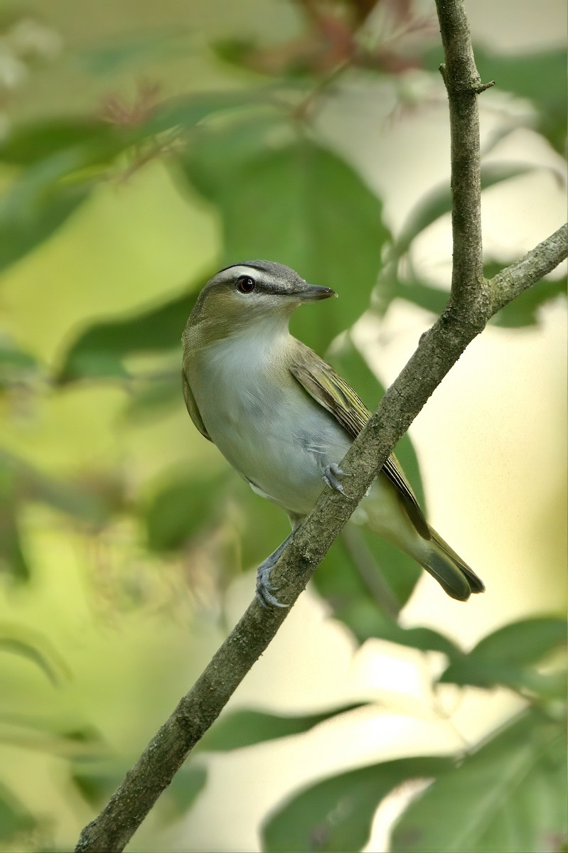 Vireo occhirossi - ML641873206