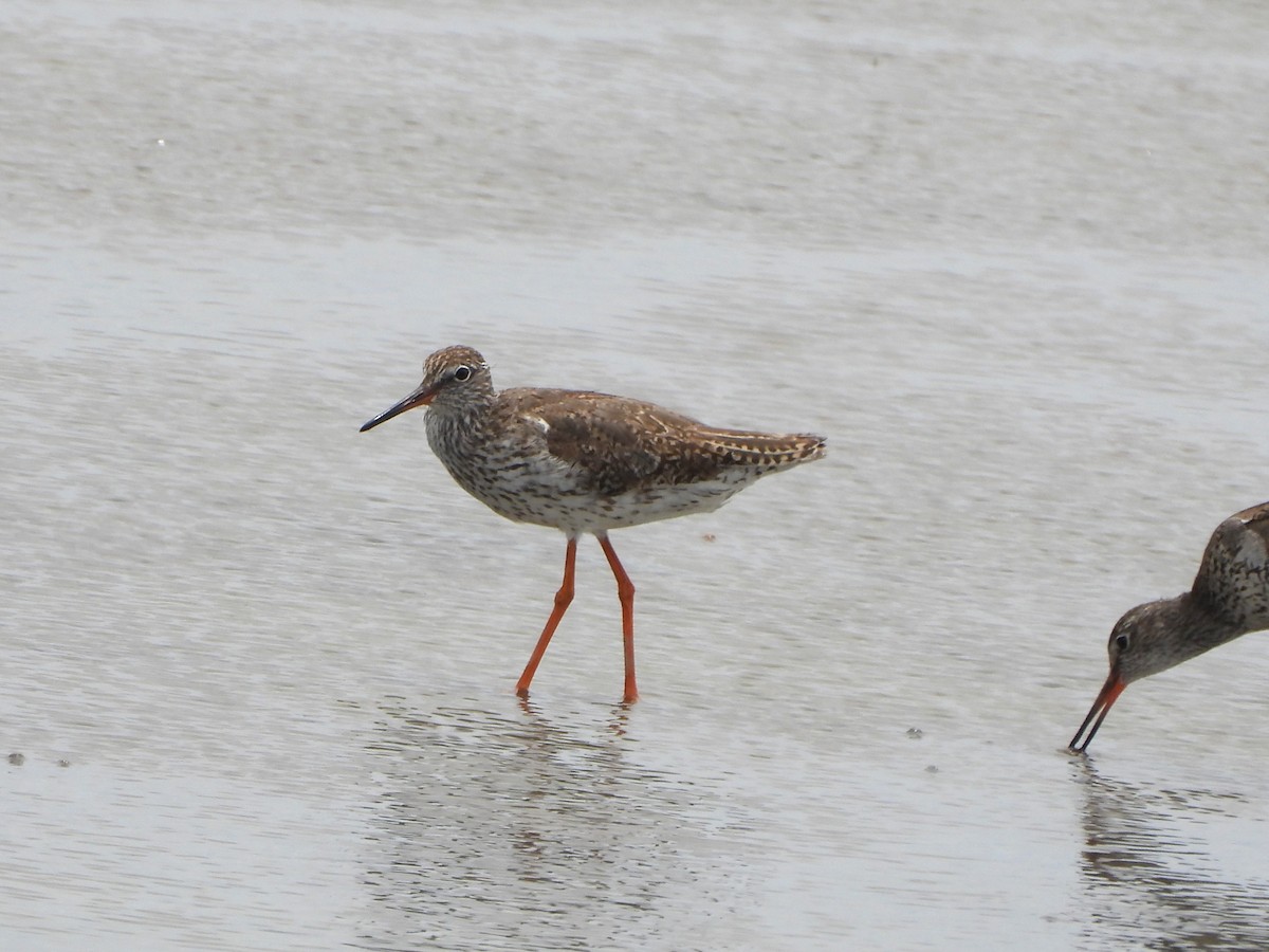Common Redshank - ML641873220