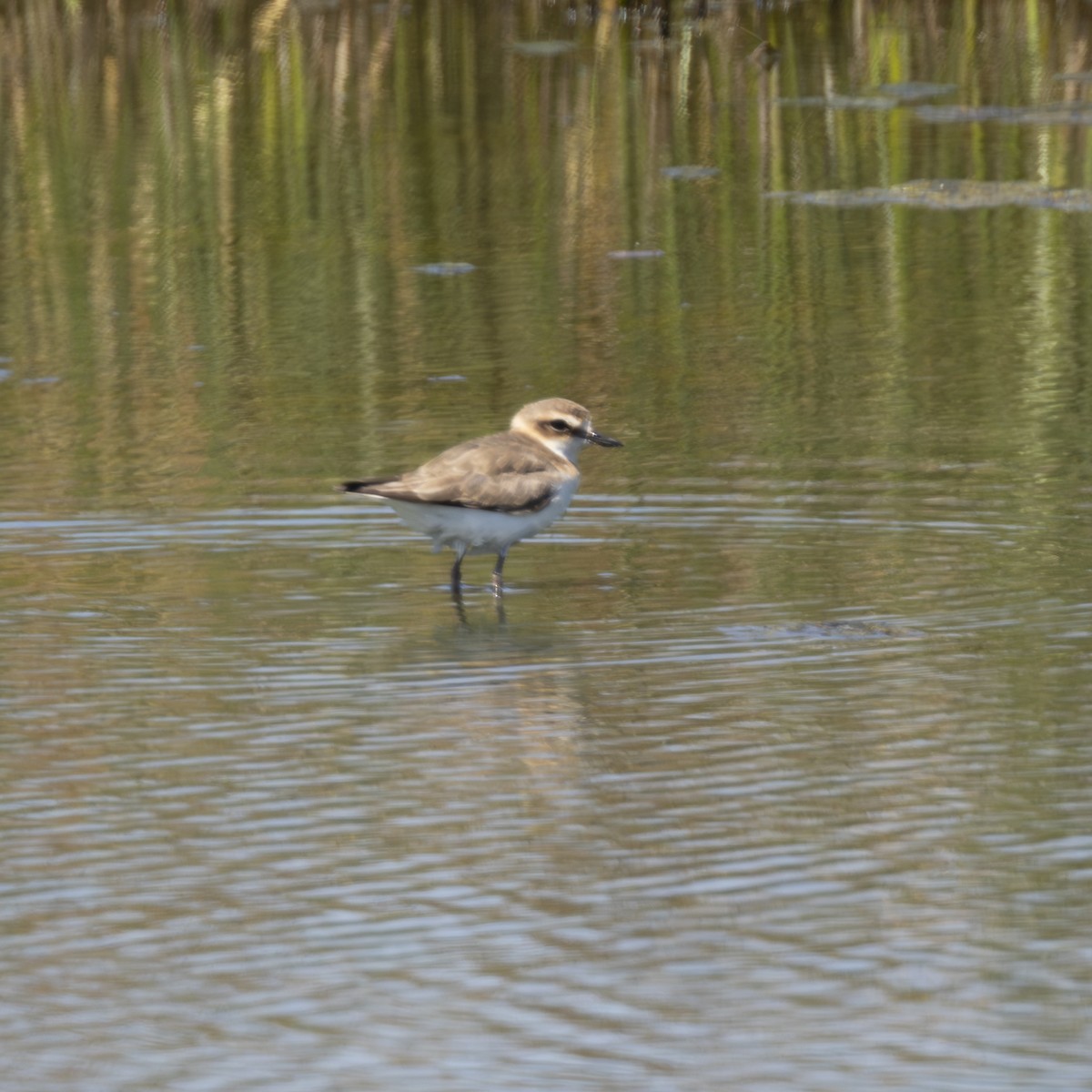Javan Plover - ML641873276
