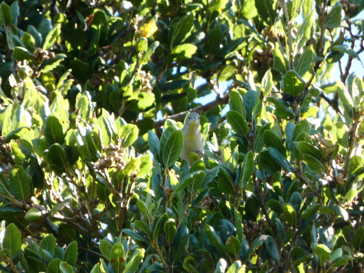 Virginia's Warbler - ML641873315