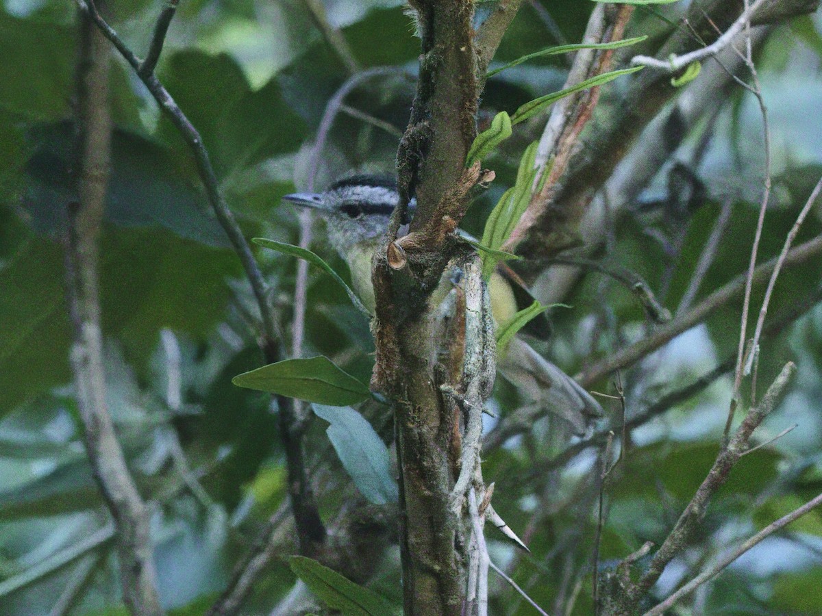 Rufous-margined Antwren - ML641873327