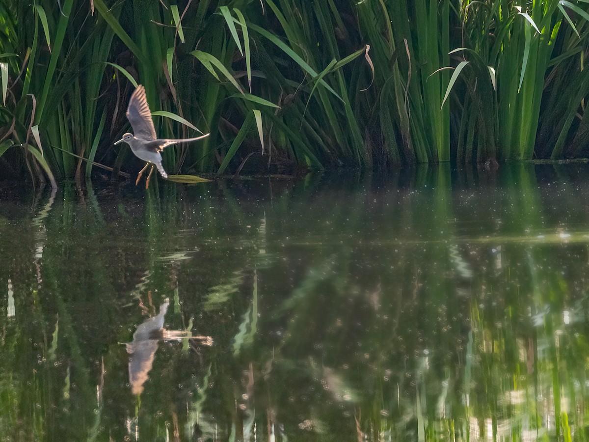Solitary Sandpiper - ML641873329