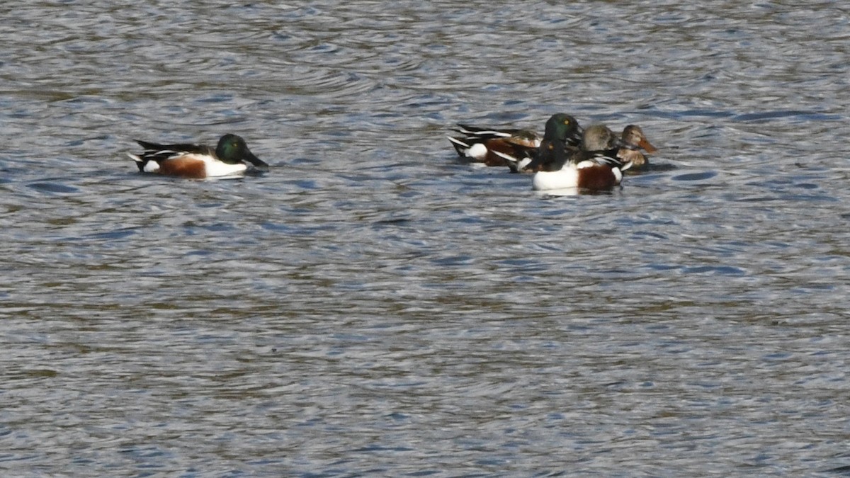 Northern Shoveler - ML641873342