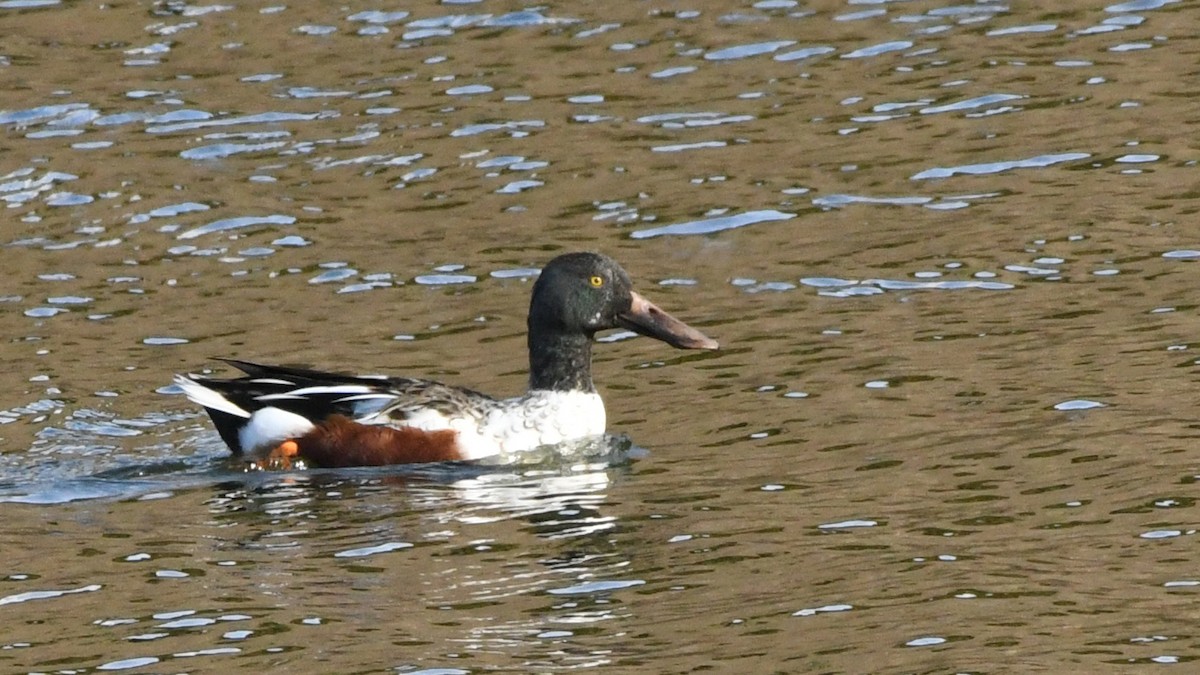 Northern Shoveler - ML641873344