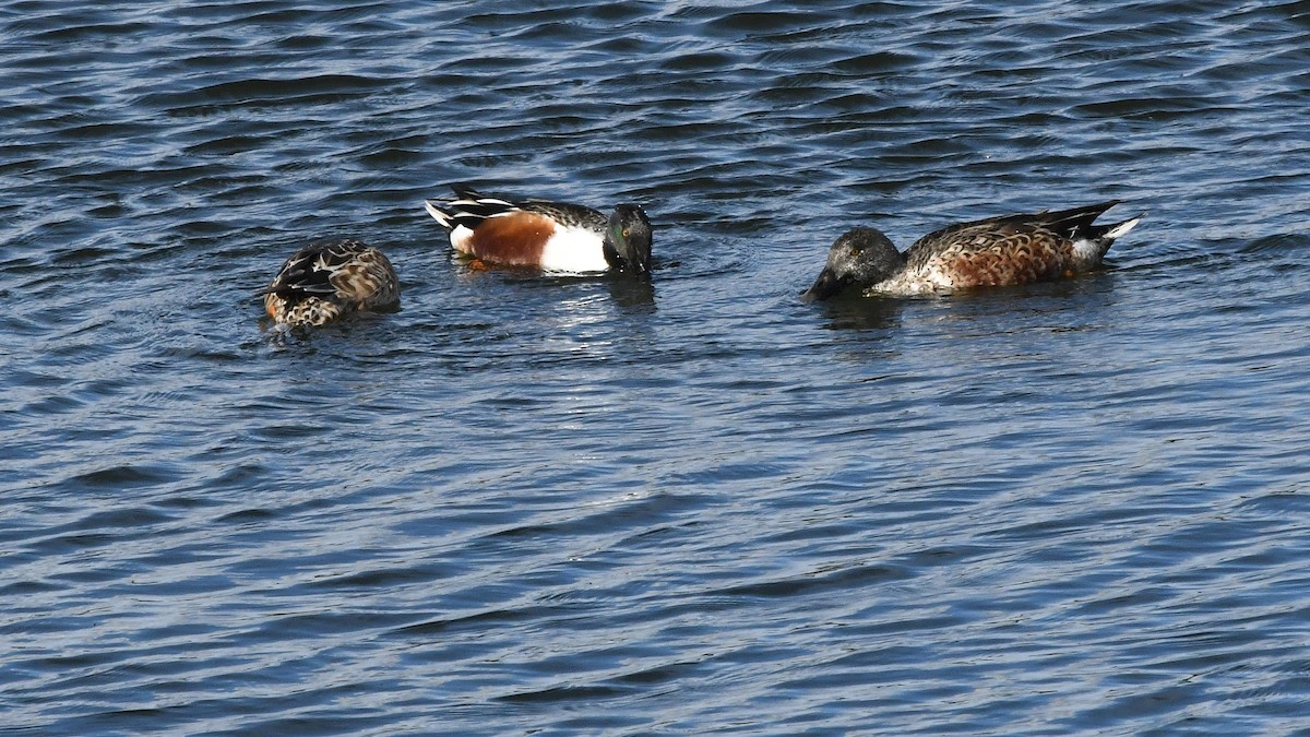 Northern Shoveler - ML641873348