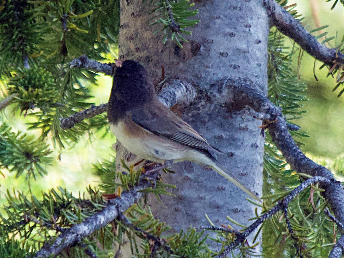 Dark-eyed Junco (Oregon) - ML641873361