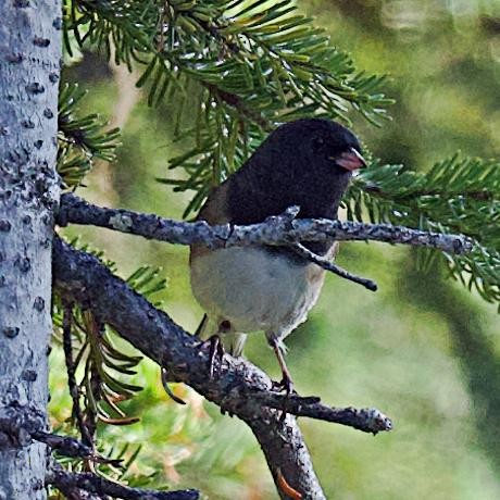 Dark-eyed Junco (Oregon) - ML641873362