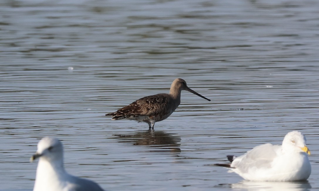 Hudsonian Godwit - ML641873367