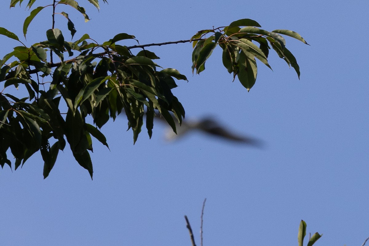 Mississippi Kite - ML641873388