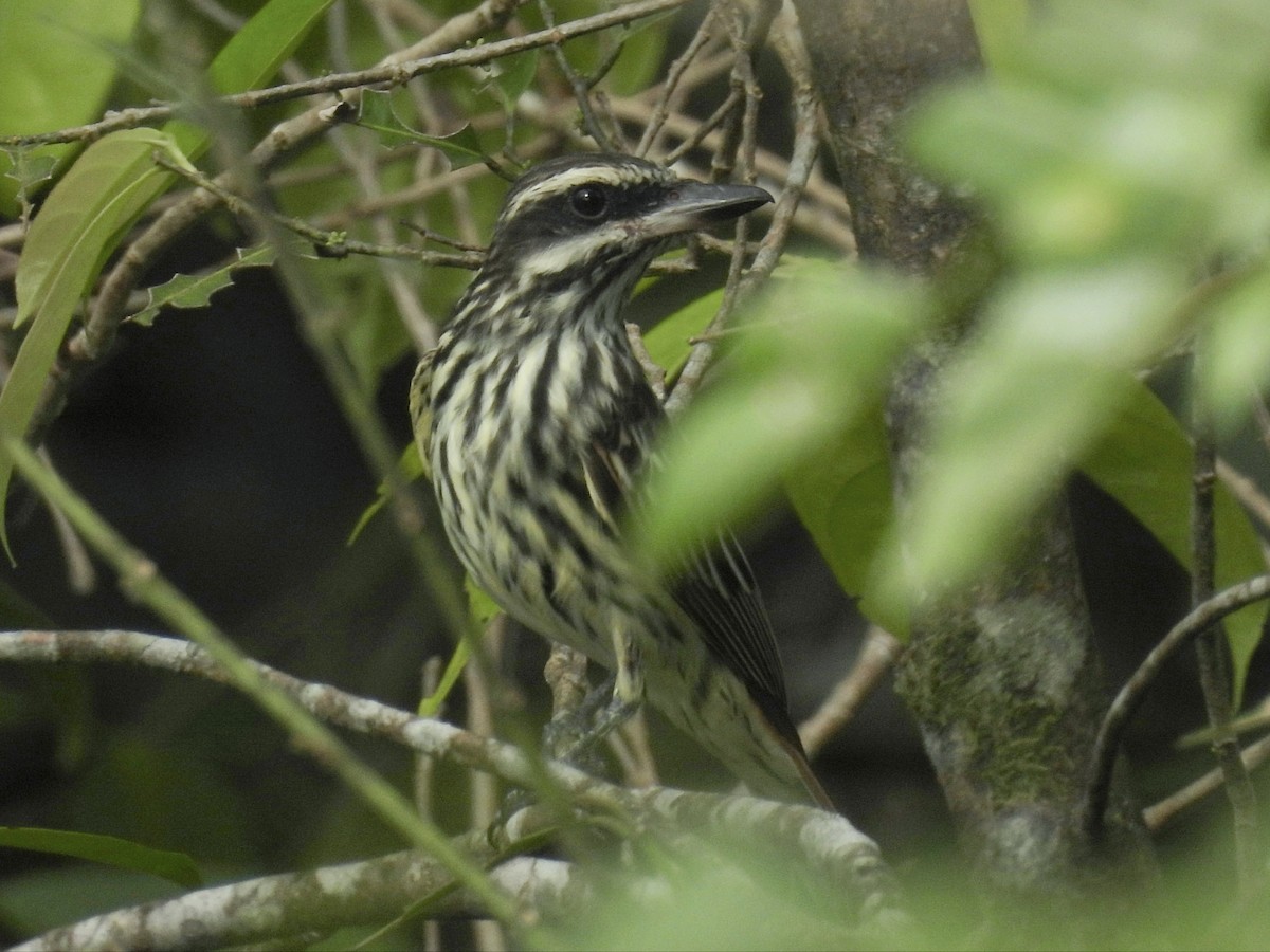 Streaked Flycatcher - ML641873390