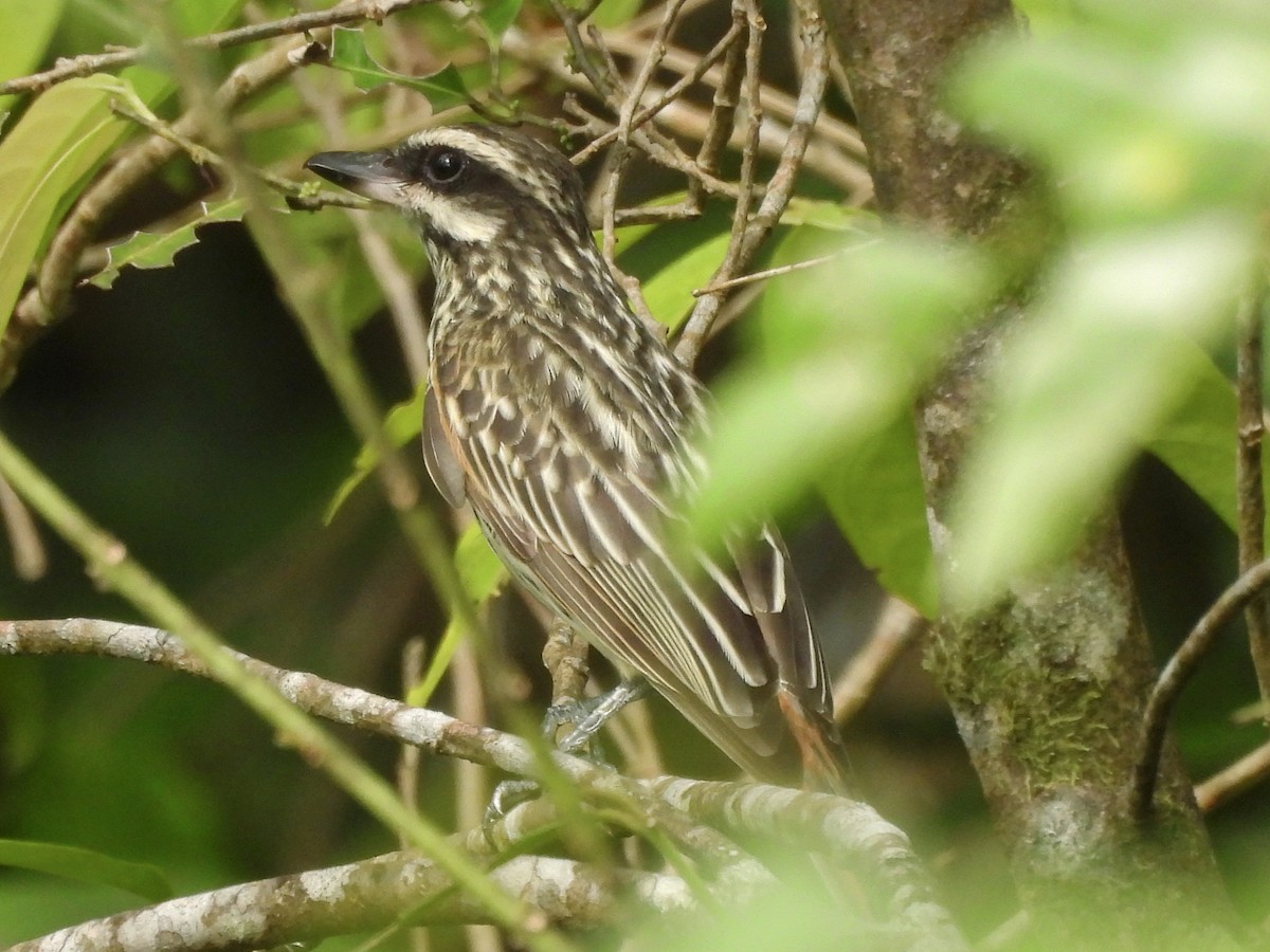 Streaked Flycatcher - ML641873391