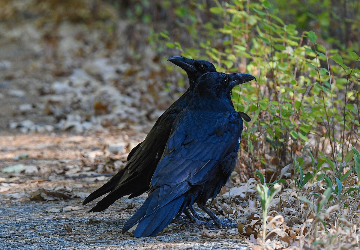 Common Raven - ML641873400