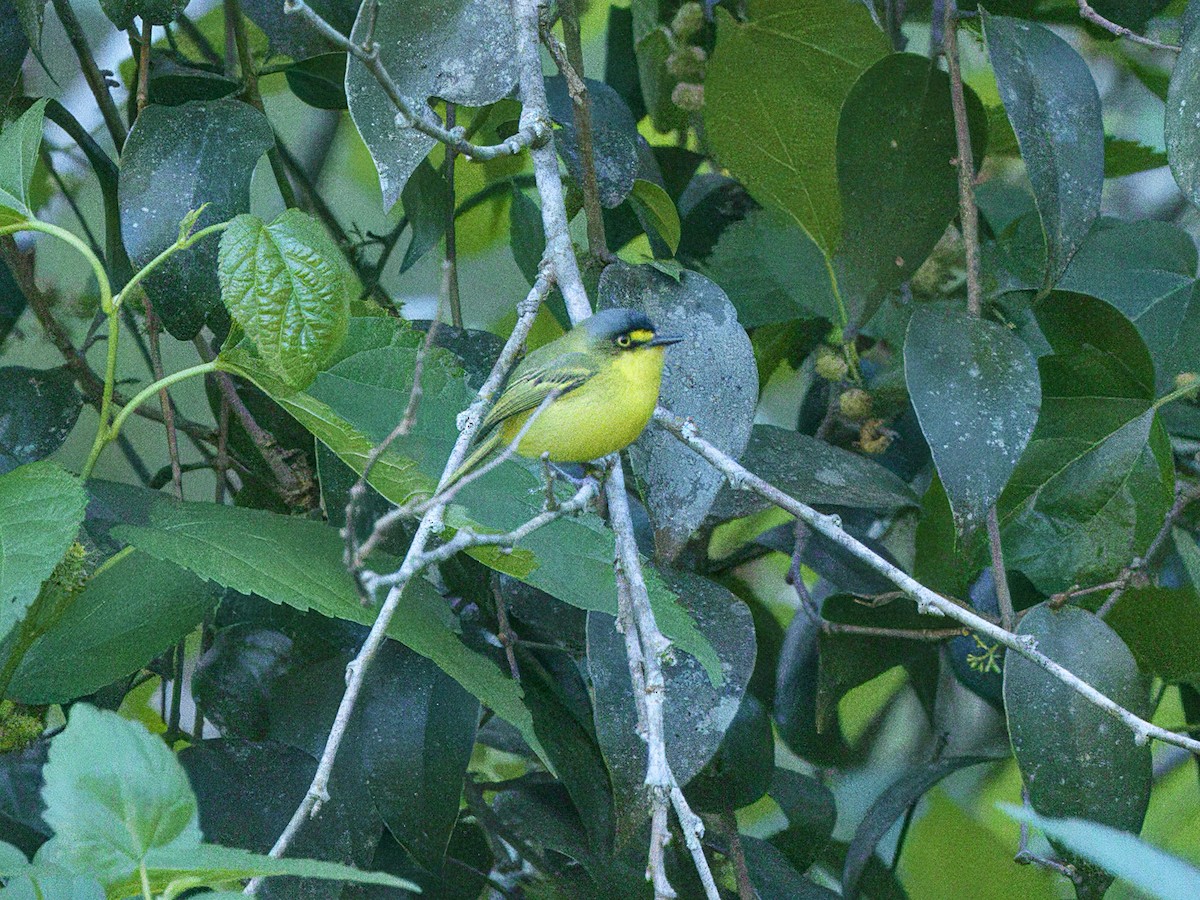 Titirijí Cabecigrís - ML641873409