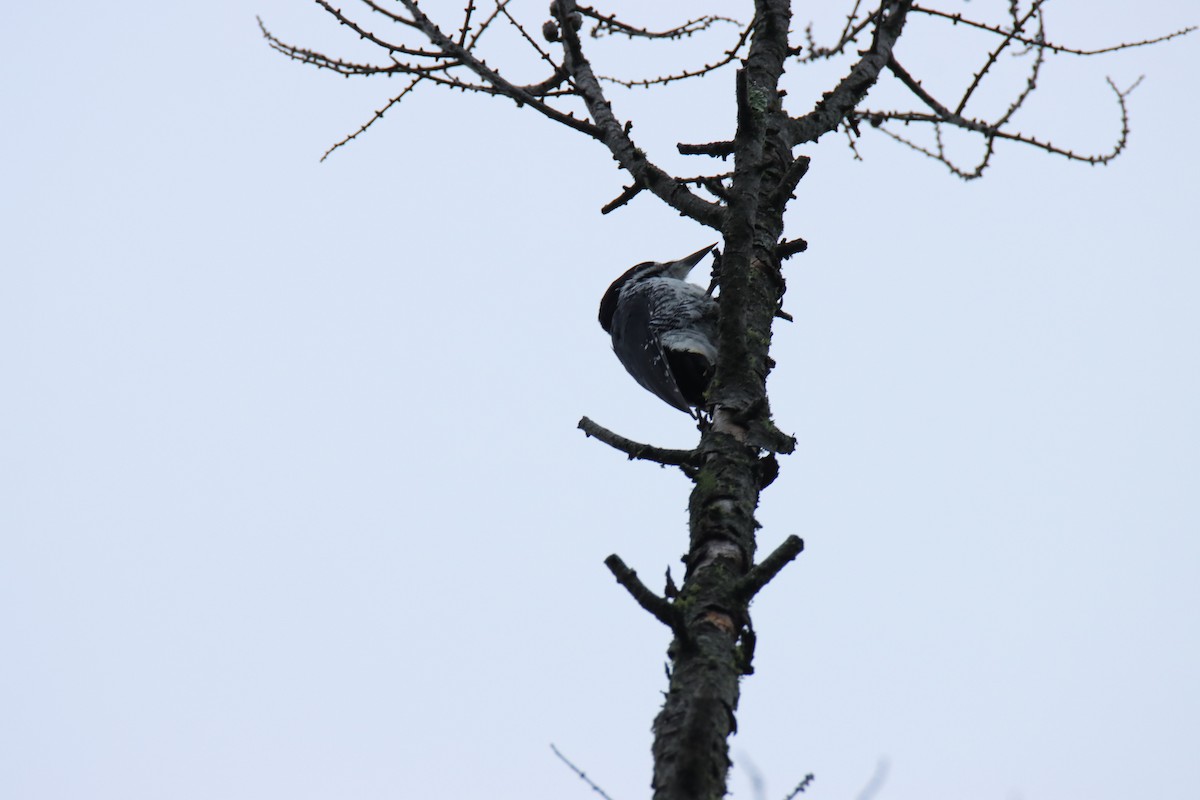 Black-backed Woodpecker - ML641873414