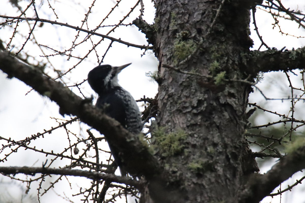 Black-backed Woodpecker - ML641873415