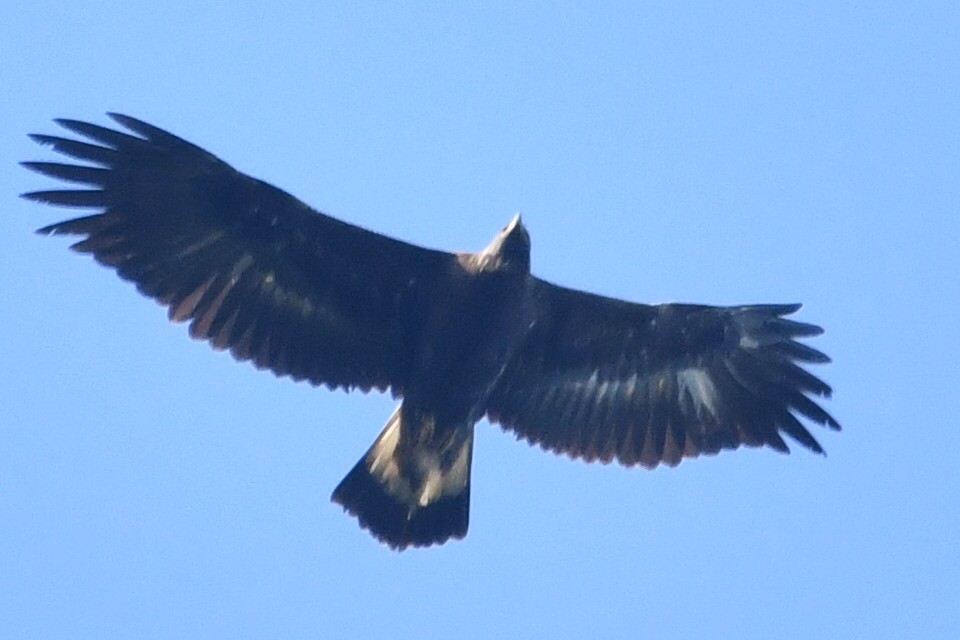 Golden Eagle - ML641873422