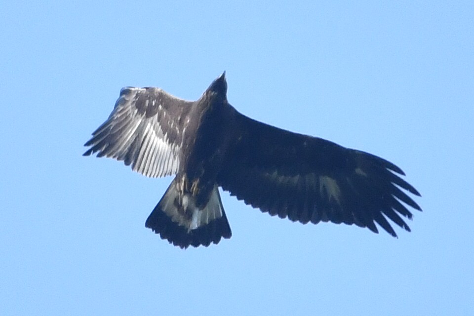 Golden Eagle - ML641873423