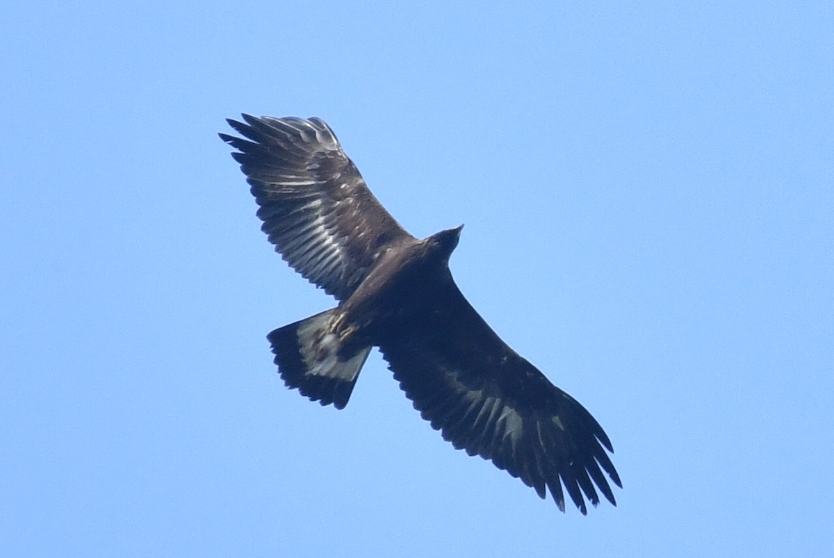 Golden Eagle - ML641873424