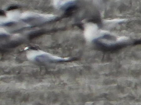 Little Tern - ML641873431