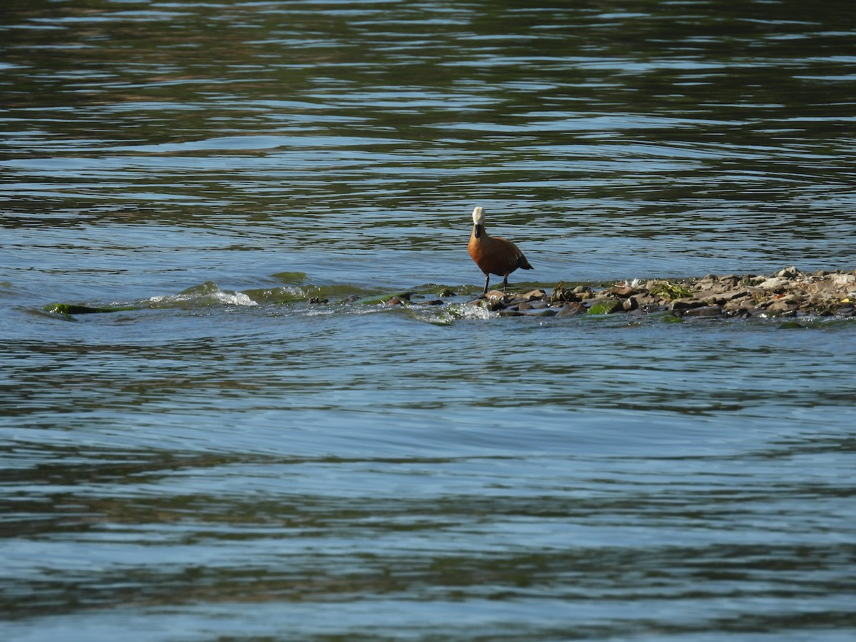 Anatidae sp. - ML641873448