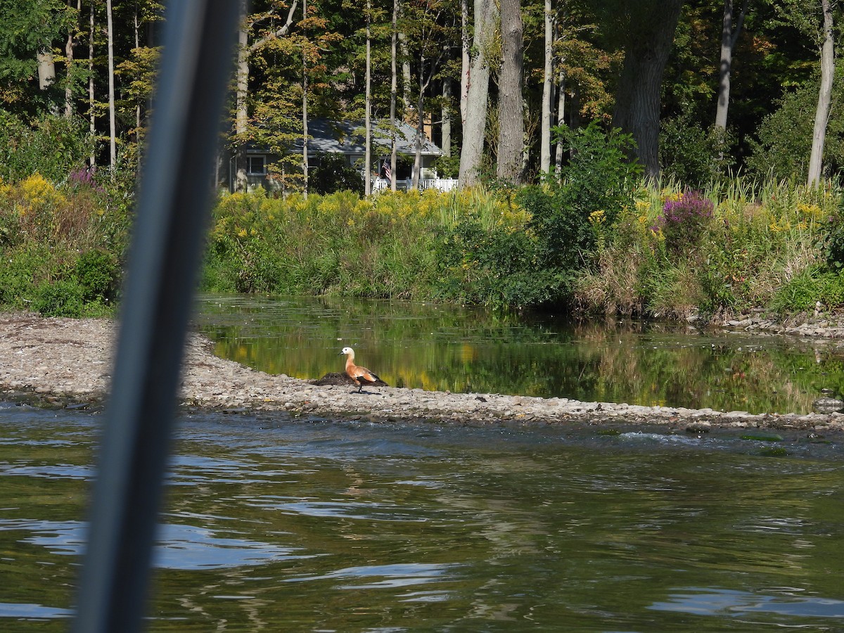 Anatidae sp. - ML641873449