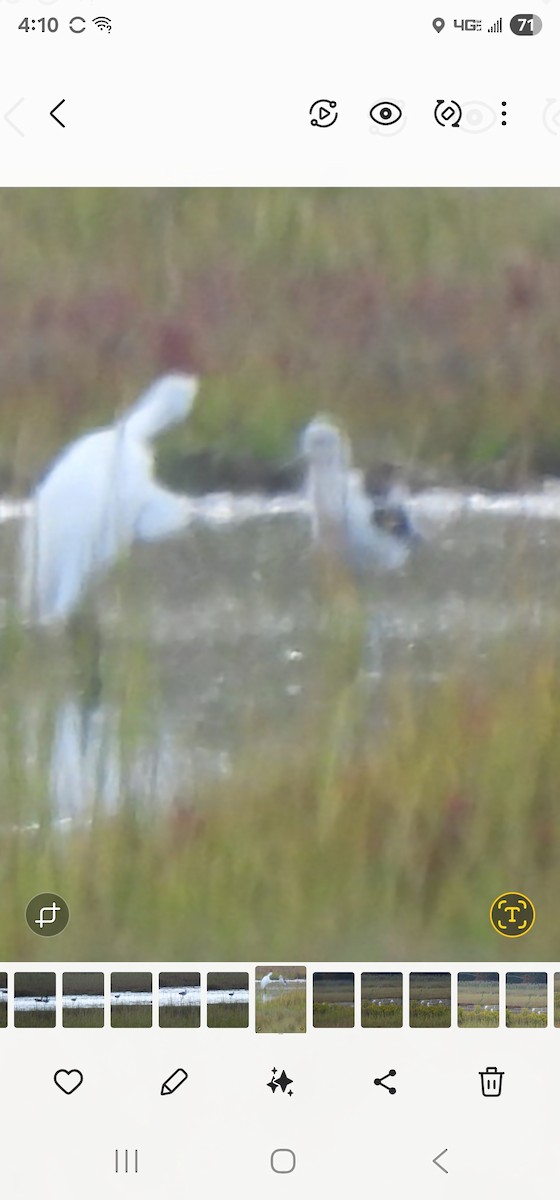 American Avocet - ML641873450