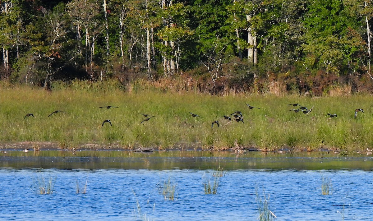 Blue-winged Teal - ML641873457