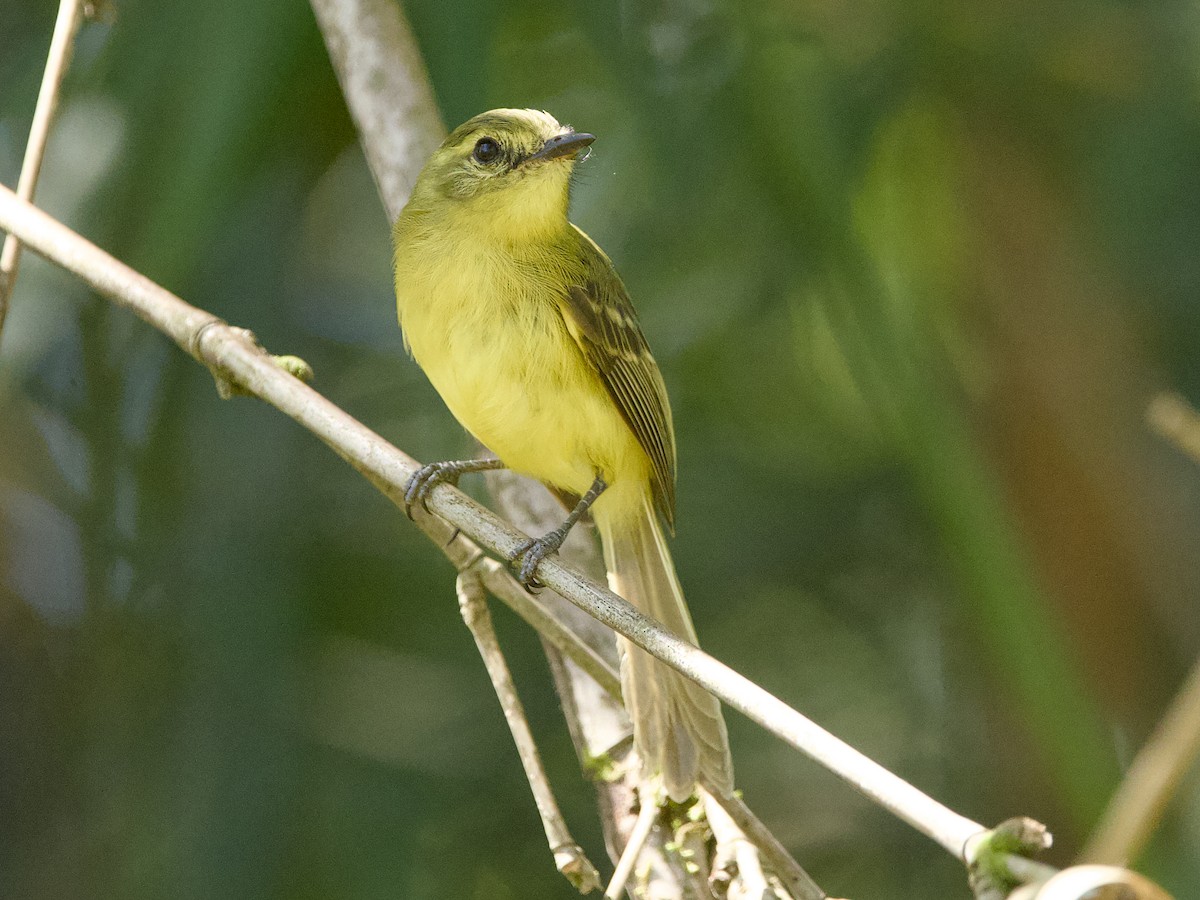 Yellow Tyrannulet - ML641873458