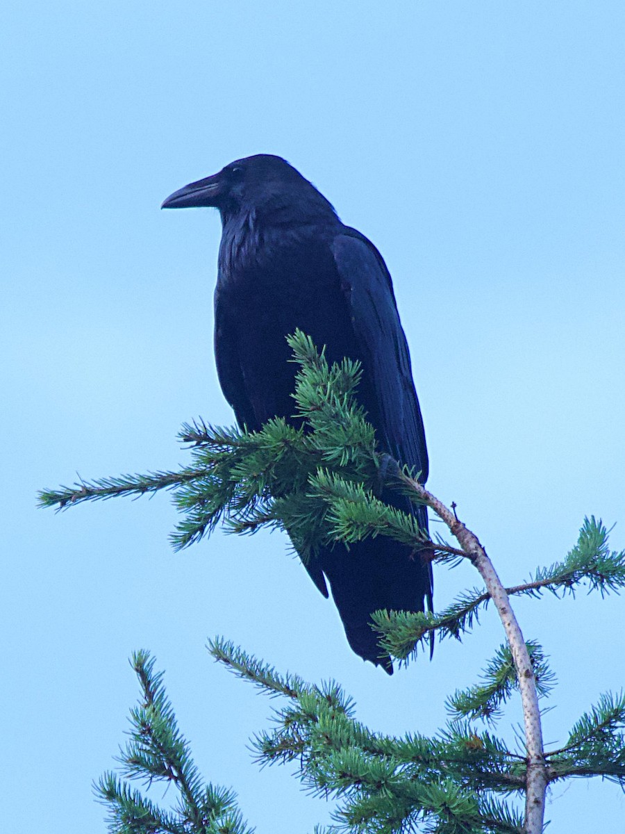 Common Raven - ML641873470