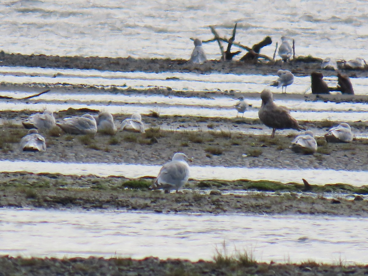 Bonaparte's Gull - ML641873488