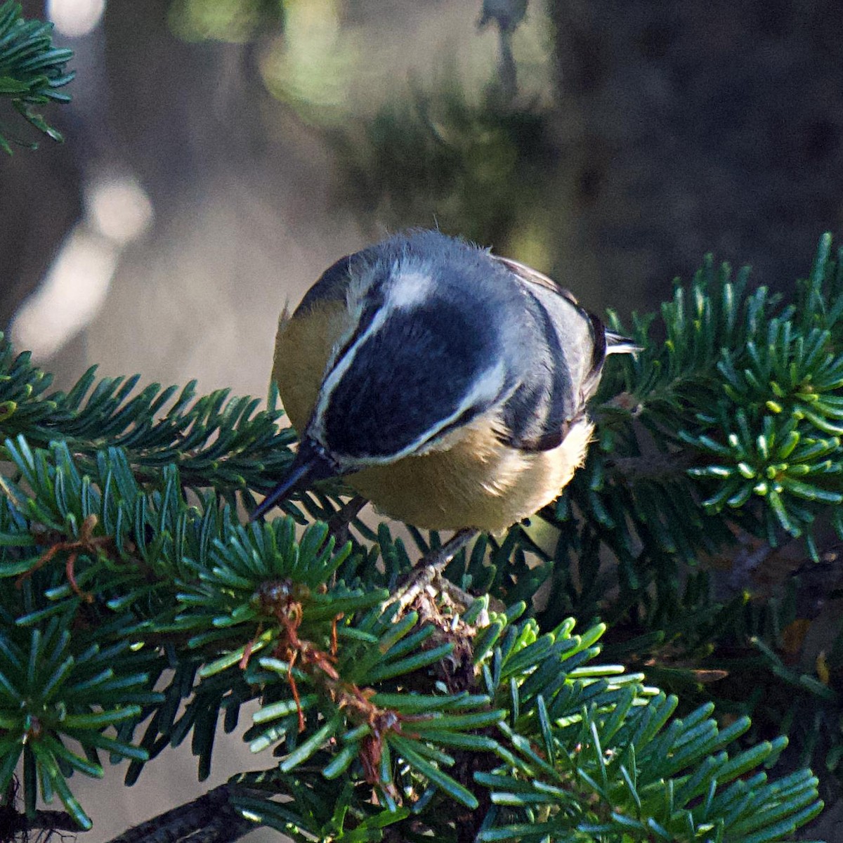 Red-breasted Nuthatch - ML641873491