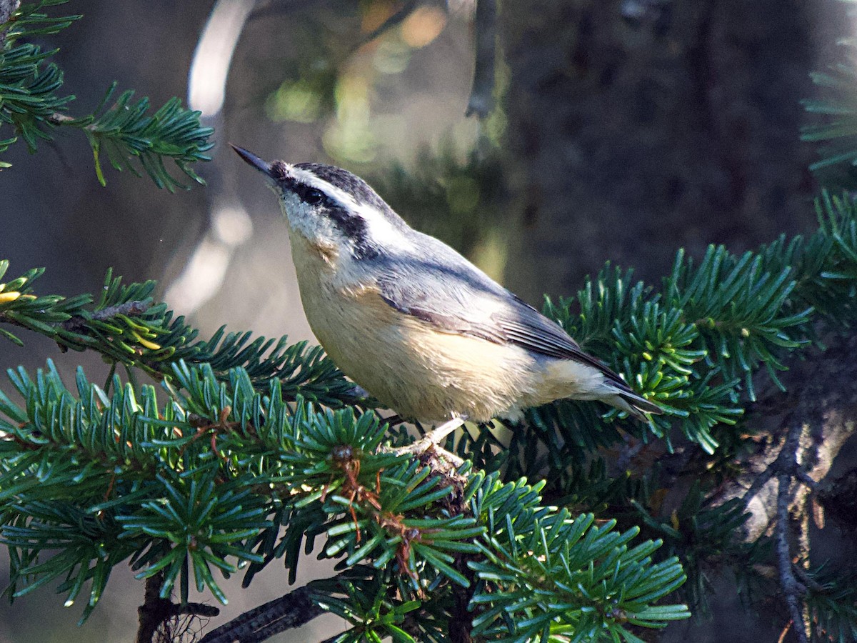 Red-breasted Nuthatch - ML641873492