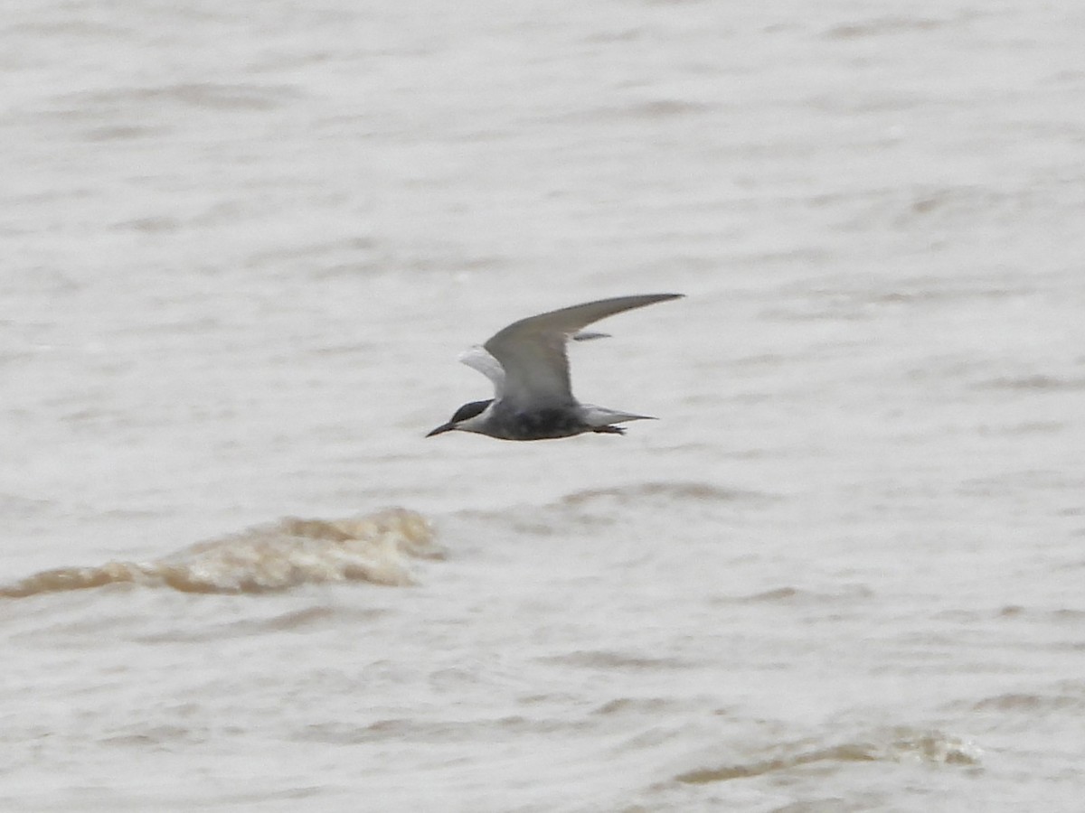 Whiskered Tern - ML641873507
