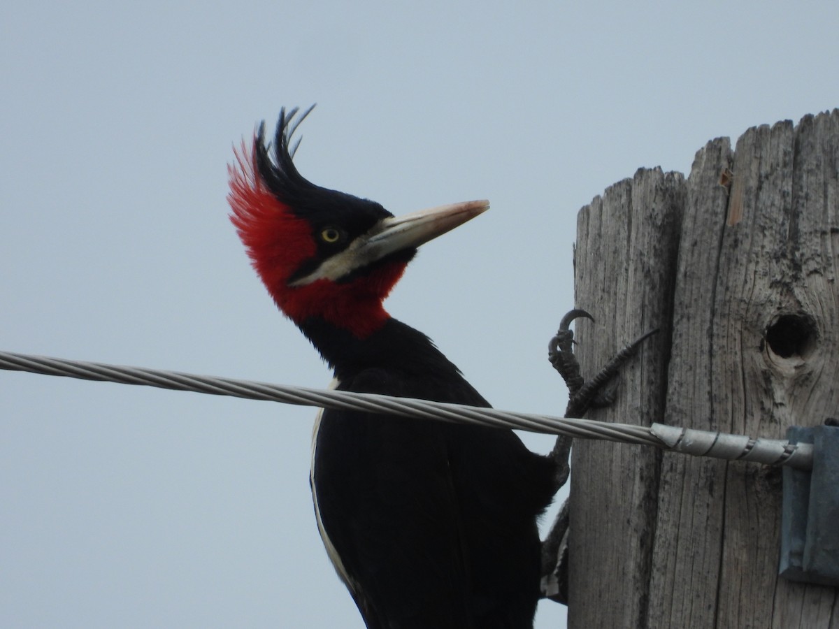 Cream-backed Woodpecker - ML641873509