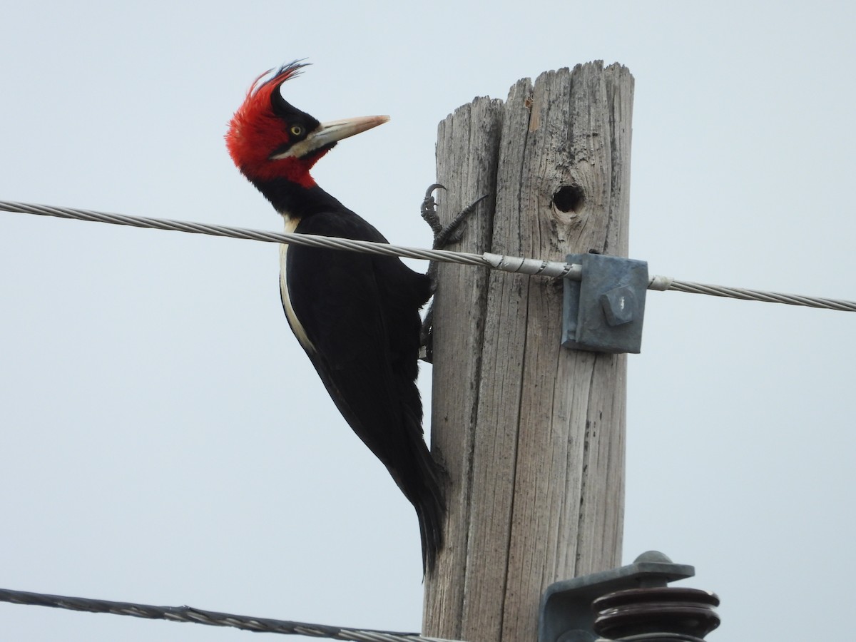 Cream-backed Woodpecker - ML641873510
