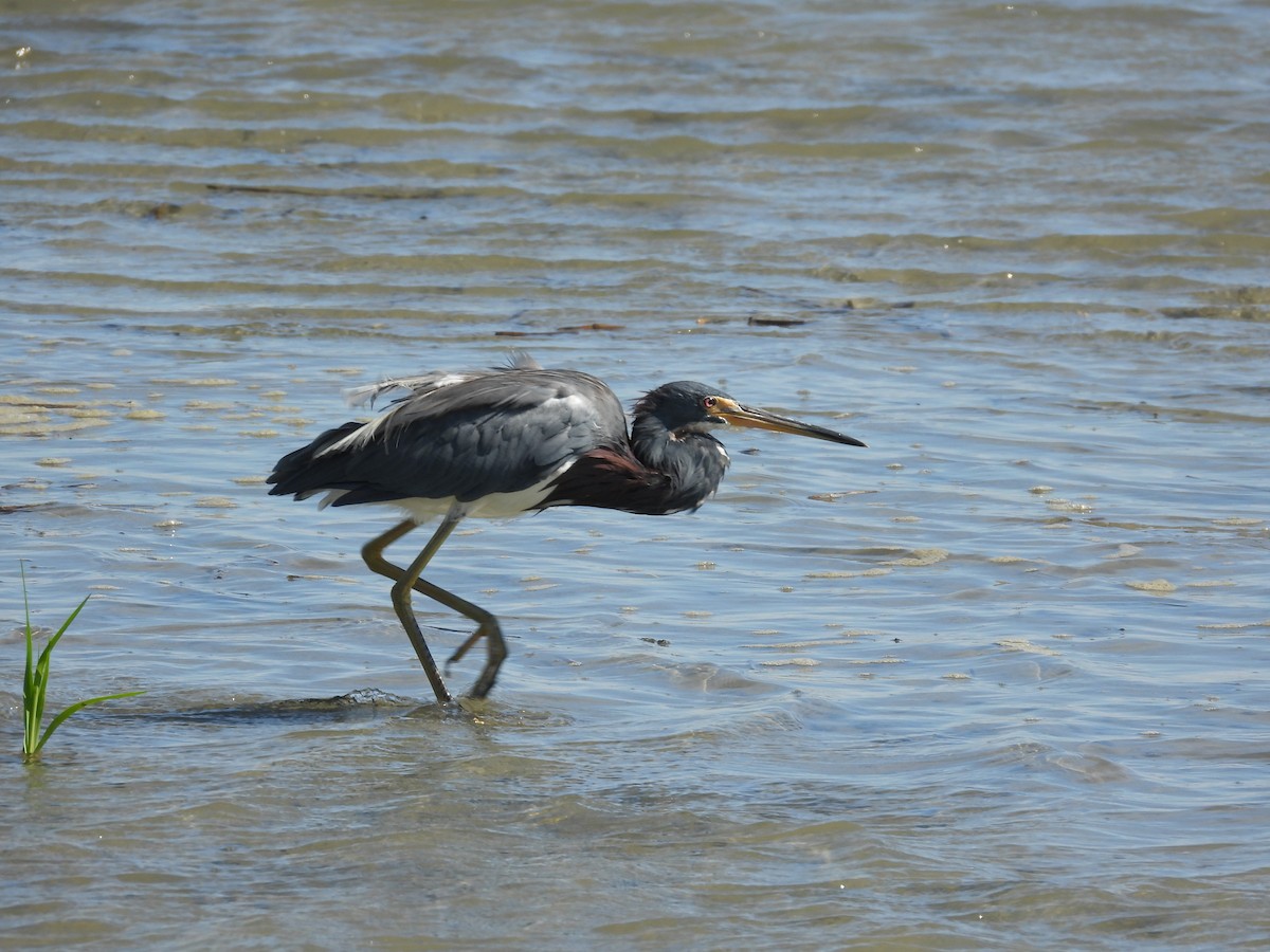 Tricolored Heron - ML641873511