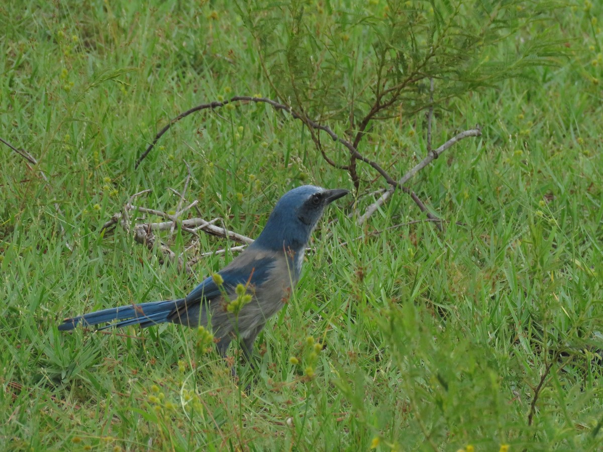 Florida Scrub-Jay - ML641873524