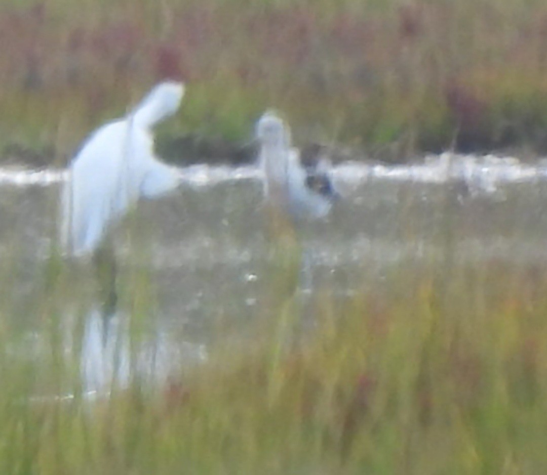 American Avocet - ML641873531