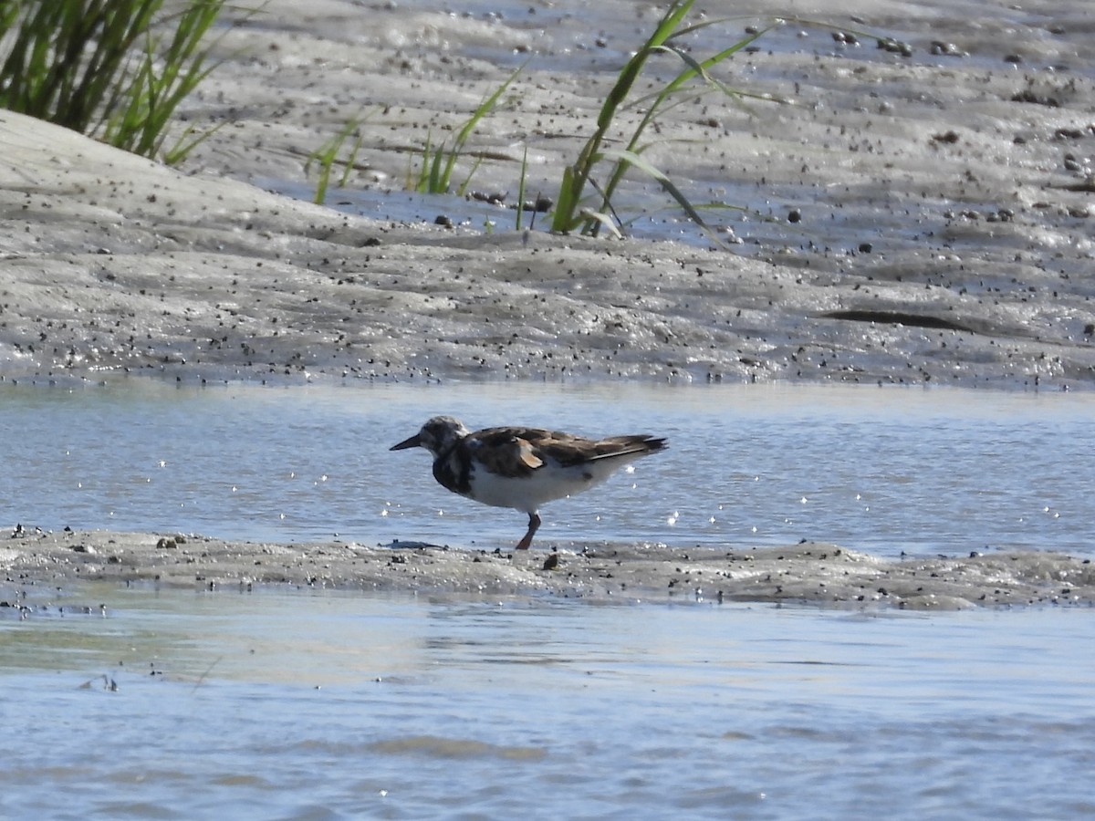 Ruddy Turnstone - ML641873537