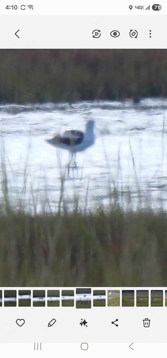 American Avocet - ML641873539