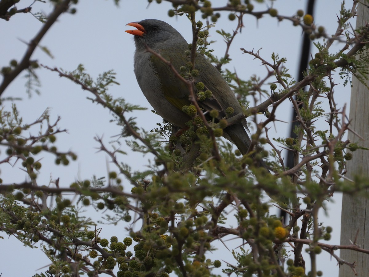 Great Pampa-Finch - ML641873554