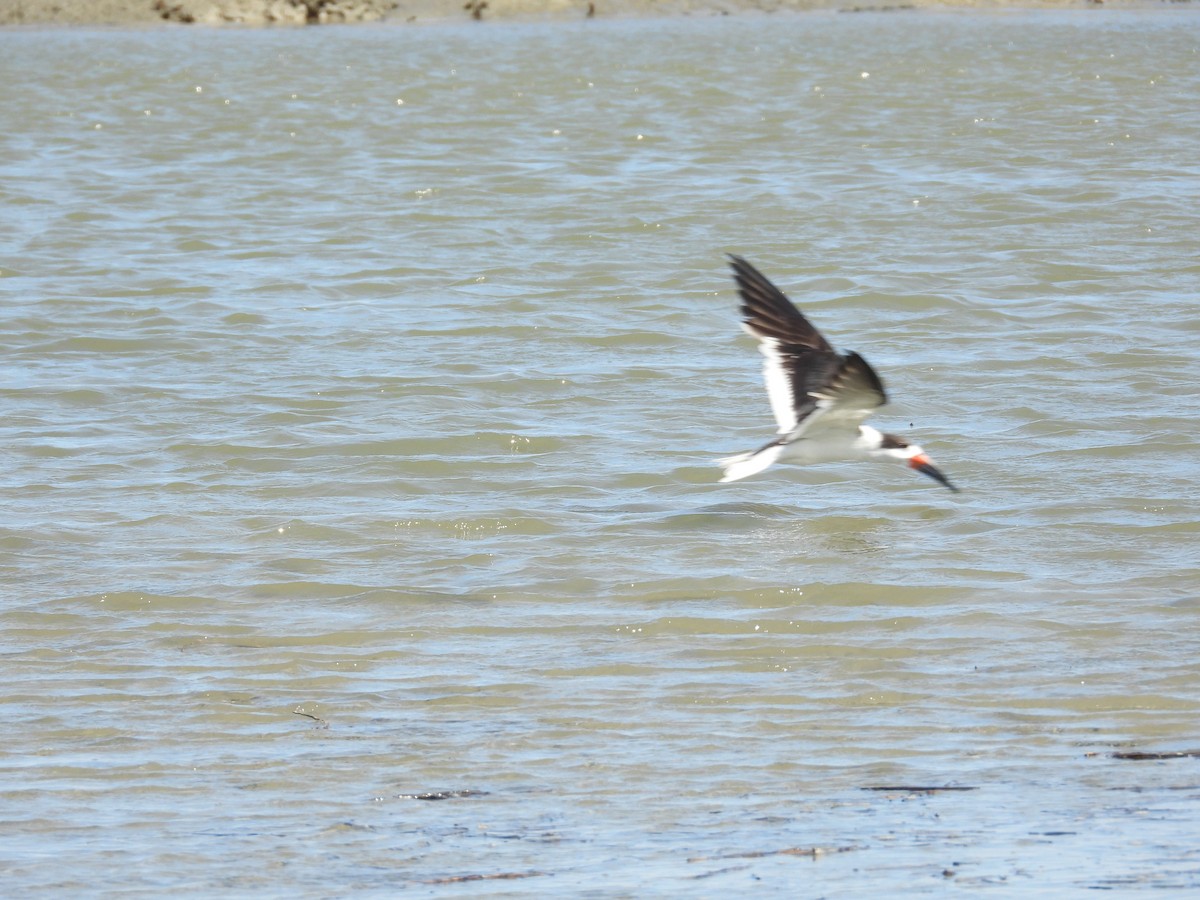 Black Skimmer - ML641873569