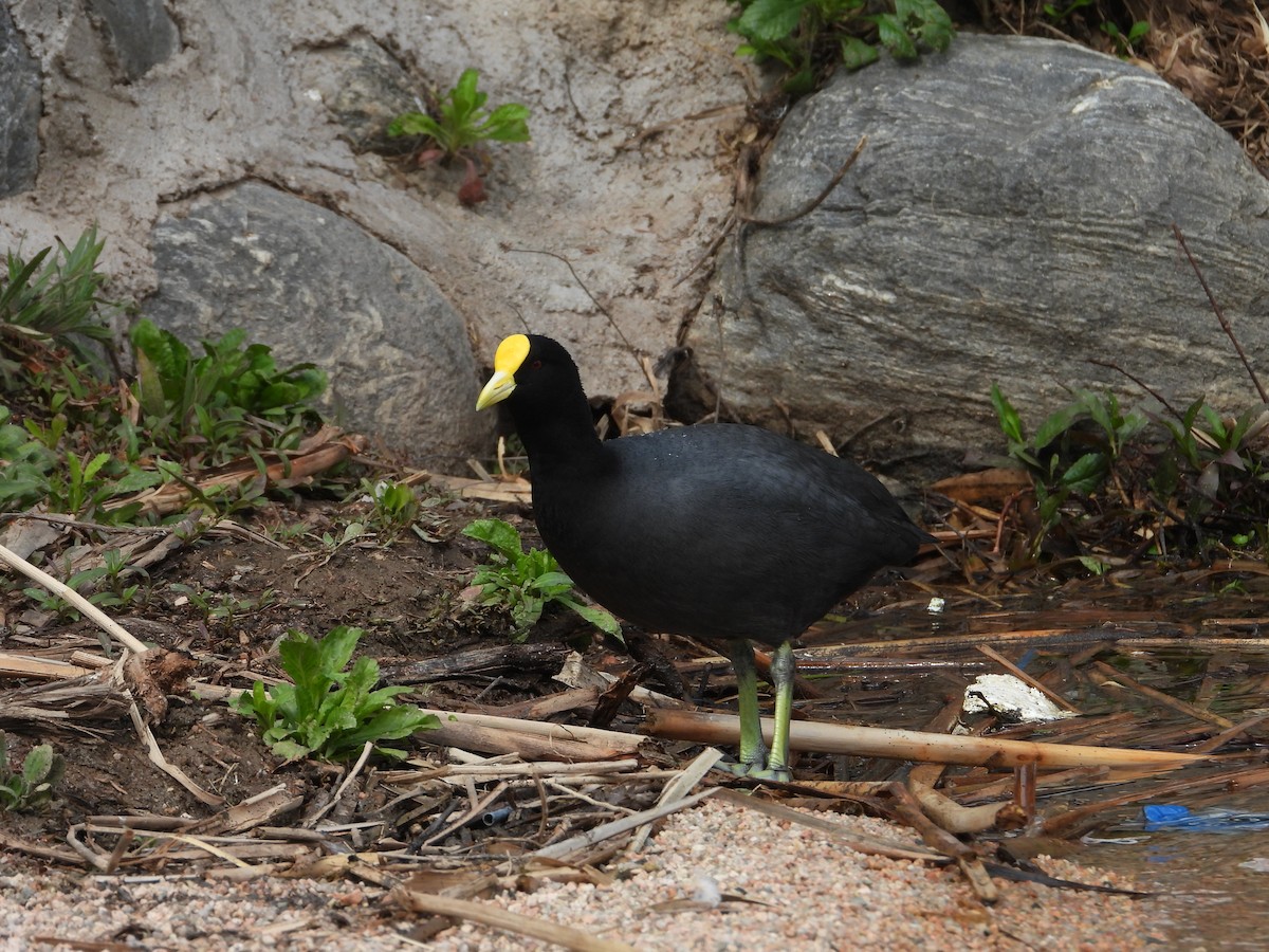 White-winged Coot - ML641873590