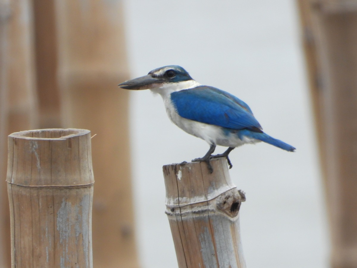 Collared Kingfisher - ML641873599