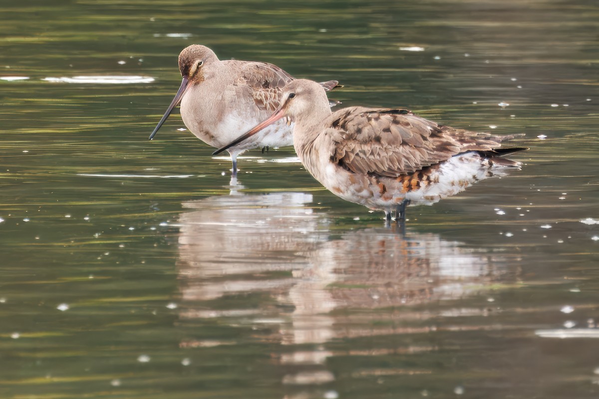 Hudsonian Godwit - ML641873603