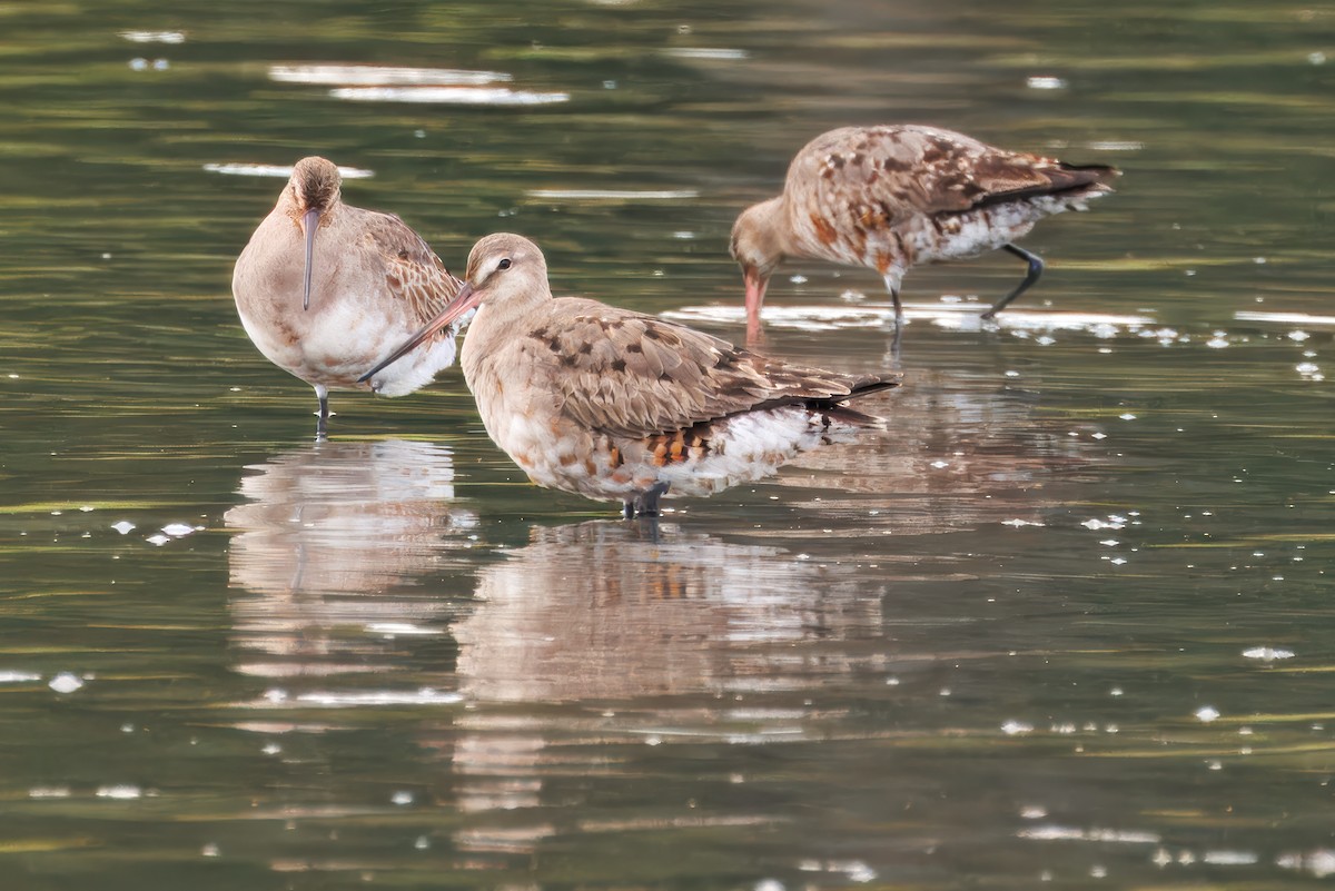 Hudsonian Godwit - ML641873604