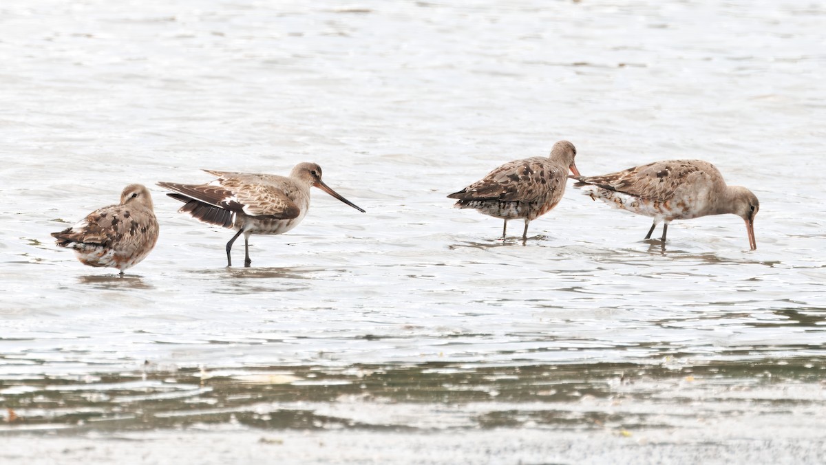 Hudsonian Godwit - ML641873605