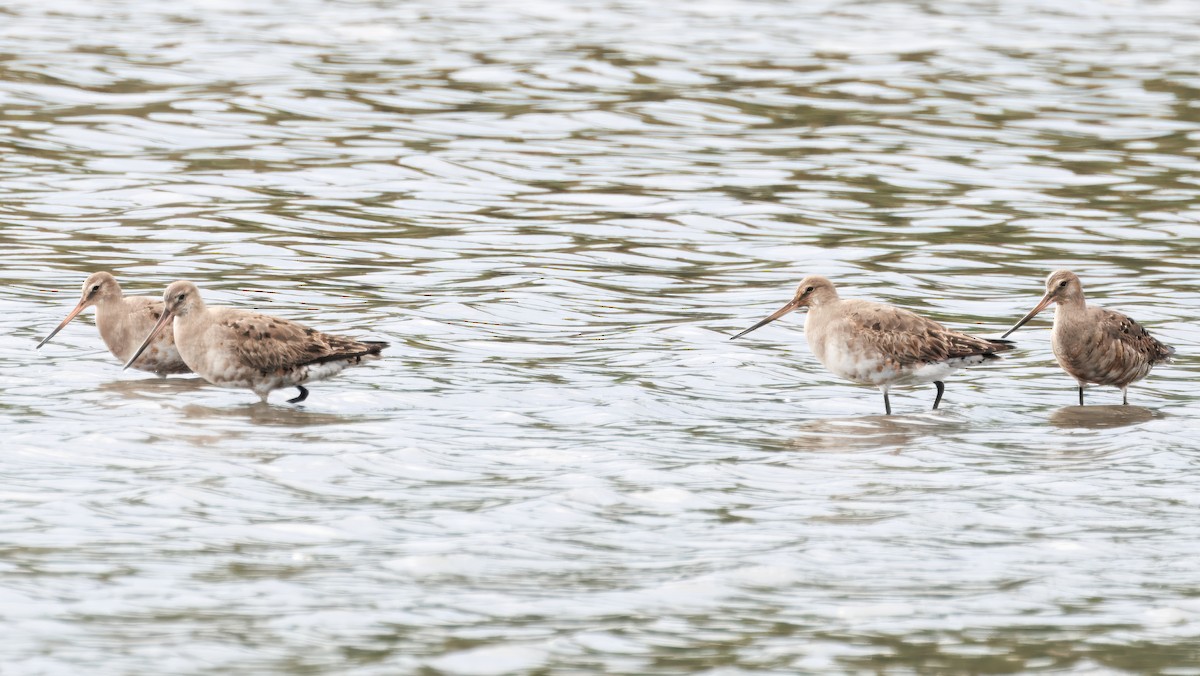 Hudsonian Godwit - ML641873606