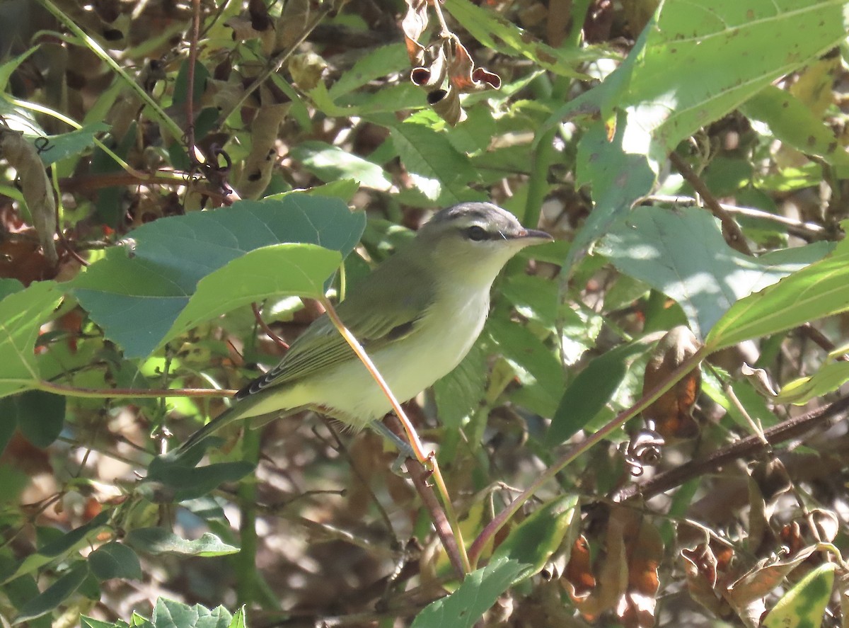 vireo sp. - ML641873610