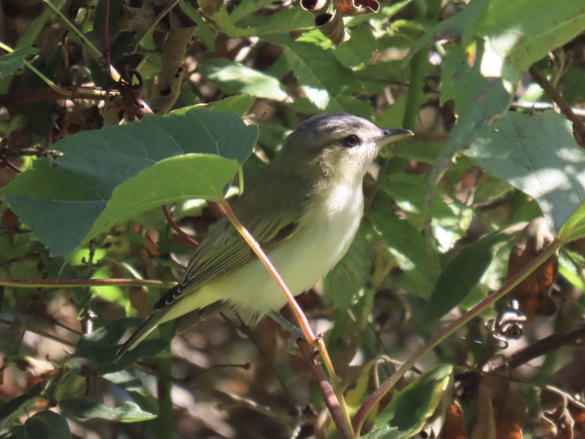 vireo sp. - ML641873611